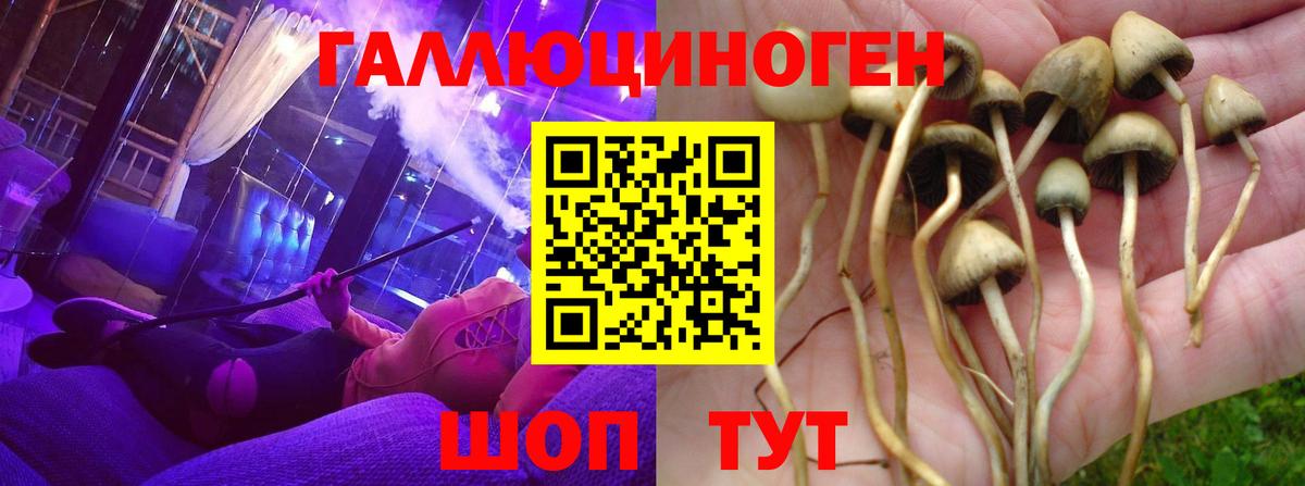 Ярославль  Галлюциногенные грибы Psilocybe  Вход с VPN 